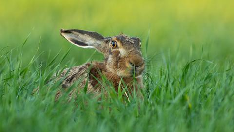 Hase im Gras